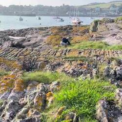 Sur l'île sans bigorneau, avec vue sur le mouillage et Millport
