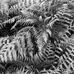 So many ferns here!