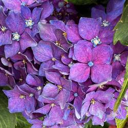 All colors of hydrangea here