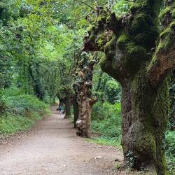 I don't know what these knobby trees are.