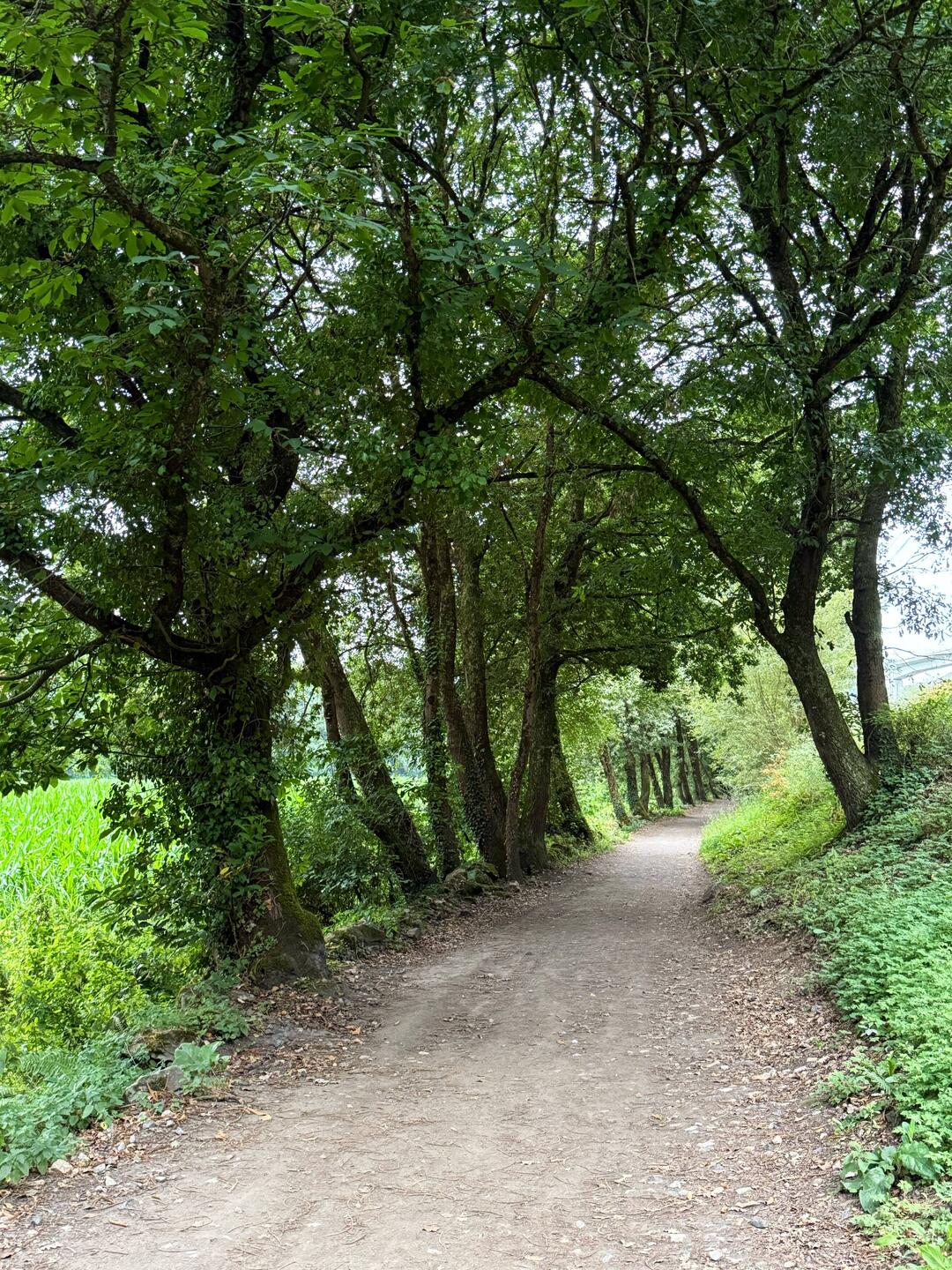 Cool forest path out of Sarria