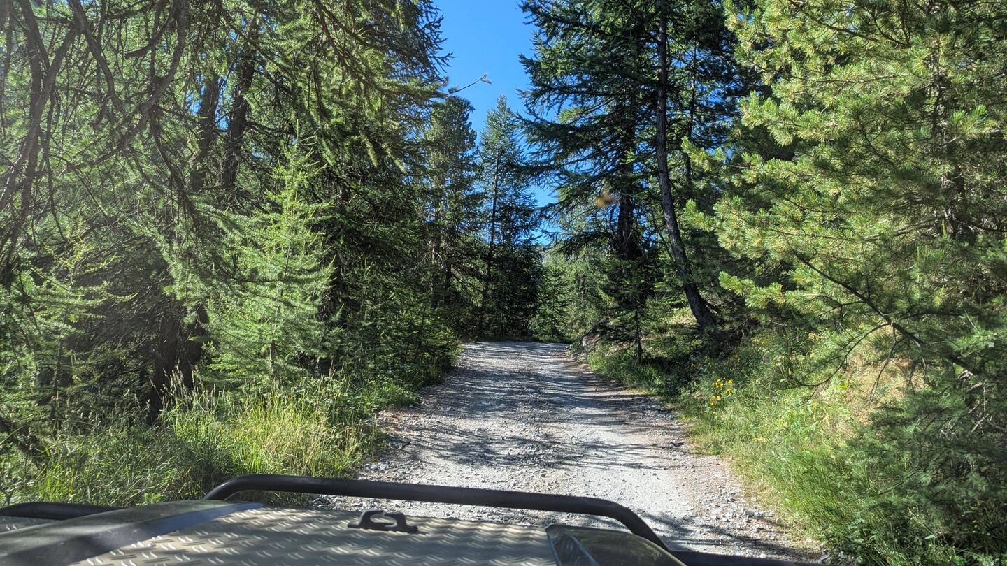 Ab in den Wald