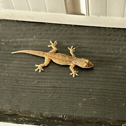 Abendlicher Besucher