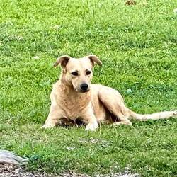 Dieser Besuch drehte immer wieder seine Runden durch unseren Garten und verschwand dann wieder...