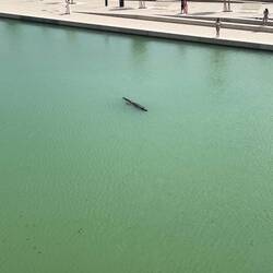 wir dachten erst, es ist ein echtes Krokodil hahah upsii (vor allem Vanessa)