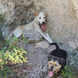 Den ganzen Weg bergab wurden wir von zwei, später drei Hunden begleitet.