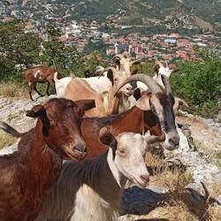 Weitere Weggefährten - und immer wieder traumhafte Ausblicke bis Tirana, Durrës und das Meer