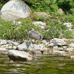 Quite a few of the brown spotted seagulls here.