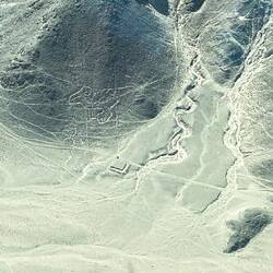 Ein Vogel oder ein Dinosaurier?