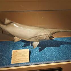 Ein Paddlefisch, bei uns Löffelstör übersetzt. Gibt es nur hier und in Chile, frißt Plankton.