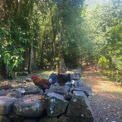Die Reste eines Marae, einer alten polynesischen Tempelanlage, bewacht von vielen Hähnen