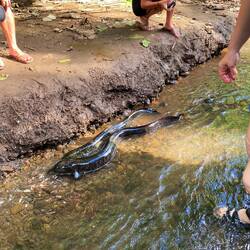 Hier sehen wir die riesigen, dicken Aale und haben fast Angst, dass sie sich an Land schieben