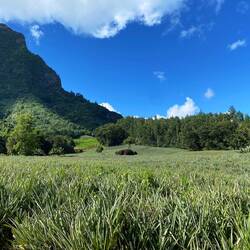 Ananasfelder soweit das Auge reicht
