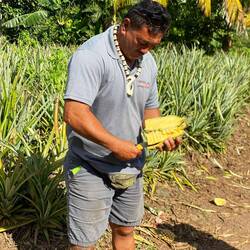 Diese Ananas sind unfassbar saftig und süß, sogar den Strunk kann man essen.
