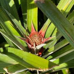 Jede Pflanze hat nur eine Blüte, die in ca. 6 Monaten zu einer Frucht reift.