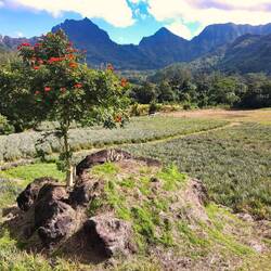 Das Feld von der anderen Seite aus...aus der Sicht der Drohne