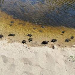 And more turtles!!