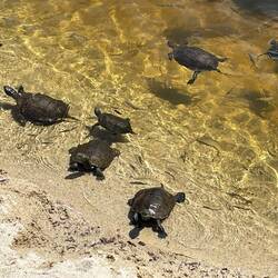AND MORE TURTLES