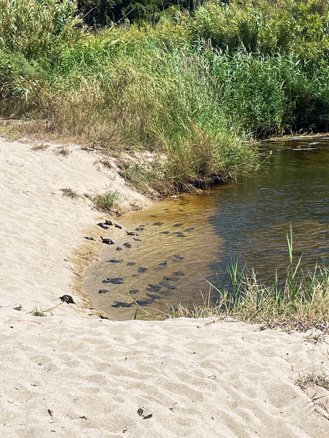 TURTLESSSSS