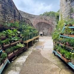 Beautiful garden plants for sale from the Walmer Gardens