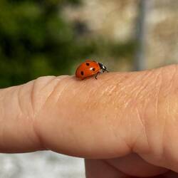 This little jewel hung out with me for about 3 minutes