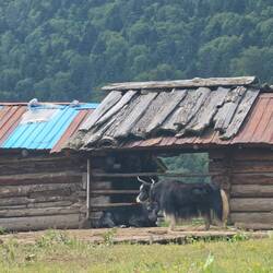 Oui ce sont des yacks!