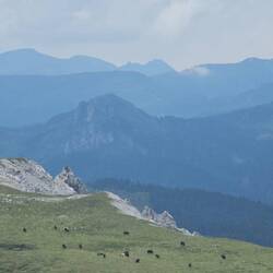 Les yacks sont toujours là, fidèles au poste