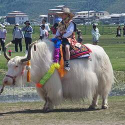 Là encore, business business, chacun veut sa photo sur le Yack albinos