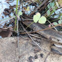 Kleine kikkertjes! (Vast weer dodelijk giftig)