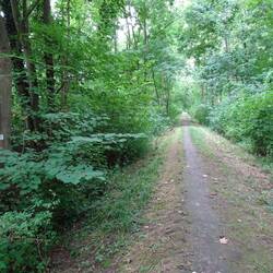 Mein Weg durch das Naturschutzgebiet Knoblochsaue