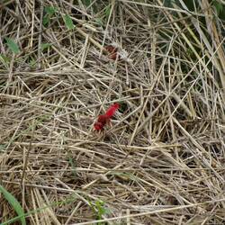 Rotfarbene Libelle in der Nähe des NSG Bruderlöcher