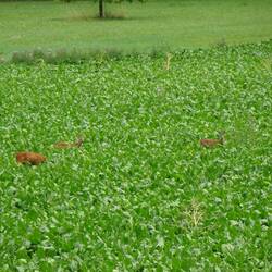 Rehe im Rübenfeld
