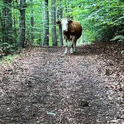 Kuh mitten im Wald