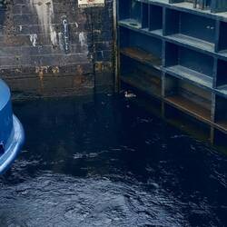 Duck and babies, hopefully they didn't get squashed!