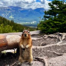 Ein Streifenhörnchen steht Portrait.