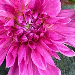 This garden had gorgeous dahlias. This bush had some as big as Angela's head!