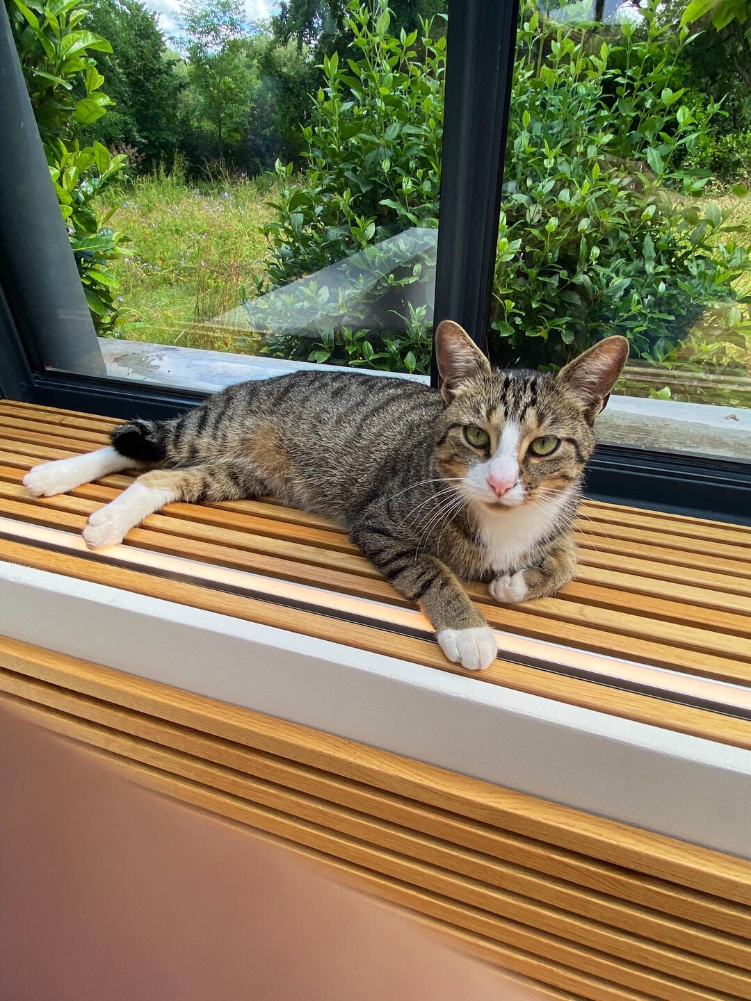 Der Weingut-Kater Max von Othegraven beobachtet die Weinprobe