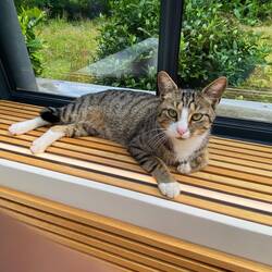 Der Weingut-Kater Max von Othegraven beobachtet die Weinprobe