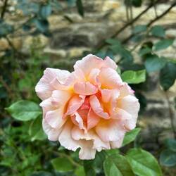 A random rose growing on the pavement 🌹