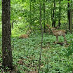 3D-Targets auf dem 1. Pfad