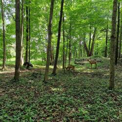 3D-Targets auf dem 1. Pfad