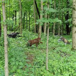 3D-Targets auf dem 1. Pfad