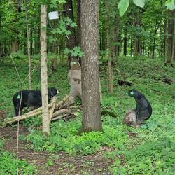 3D-Targets auf dem 1. Pfad