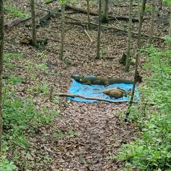 3D-Targets auf dem 2. Pfad