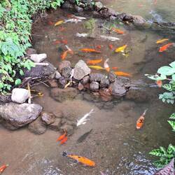 farbenfrohe Fischwelt