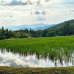 Rice fields 🌱
