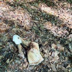 Geknickter Pilz