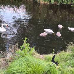 Too cute. Some of the signets are grey.