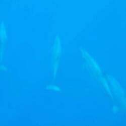 Unter Wasser zu fotografieren war nicht so einfach, da haben wir die Bilder nur in unserem Kopf 😉