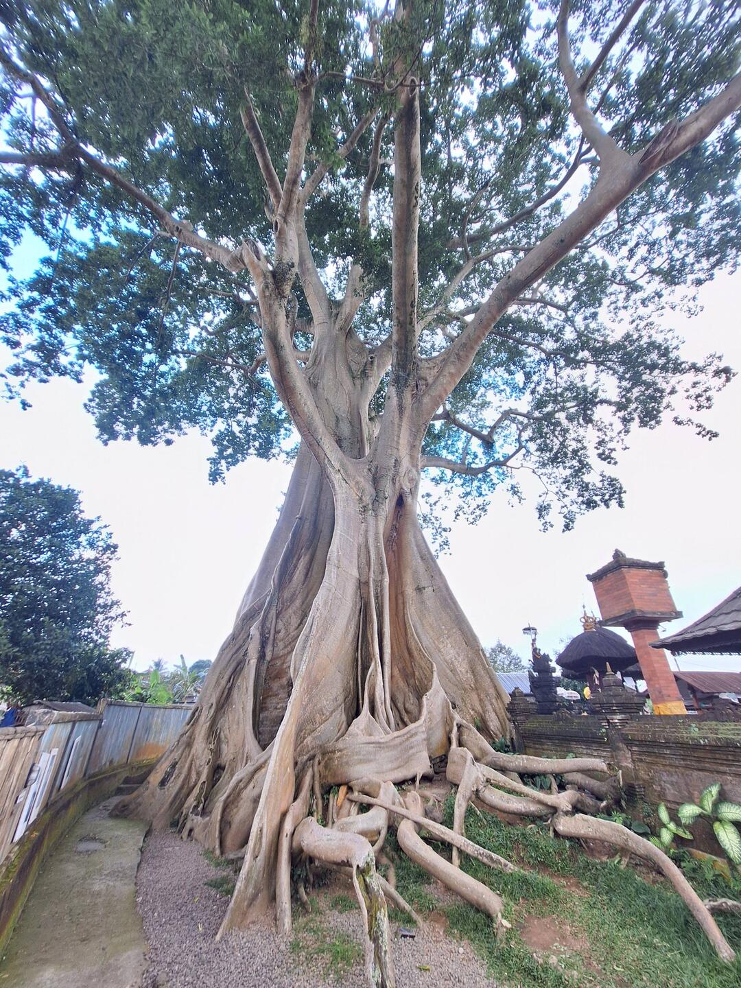 700 Jahre alter Baum